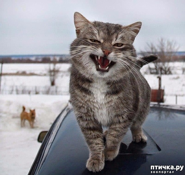 ���� 19: ��� �������� ��������.