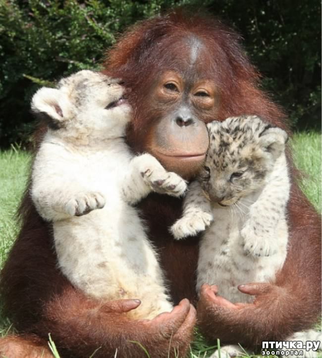 ���� 21: ��� �������� ��������.