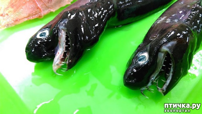 ���� 1: �������� �� �������� ����������, ������� ��� �������