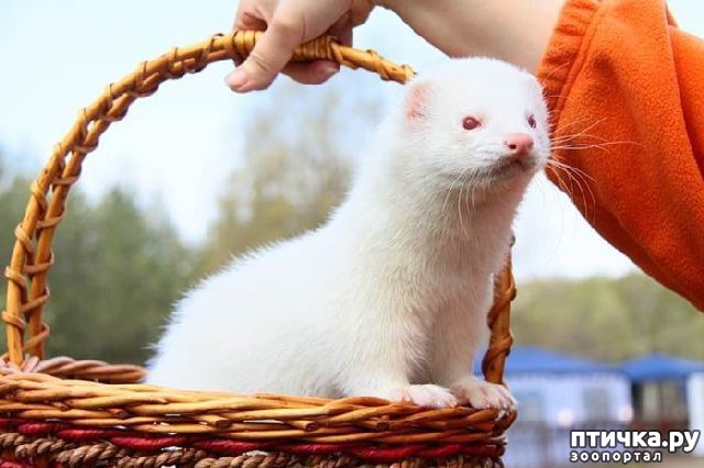 ���� 1: �����-����� 5 ��� ����� �����