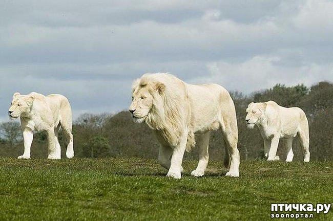 ���� 6: �����-����� 5 ��� ����� �����