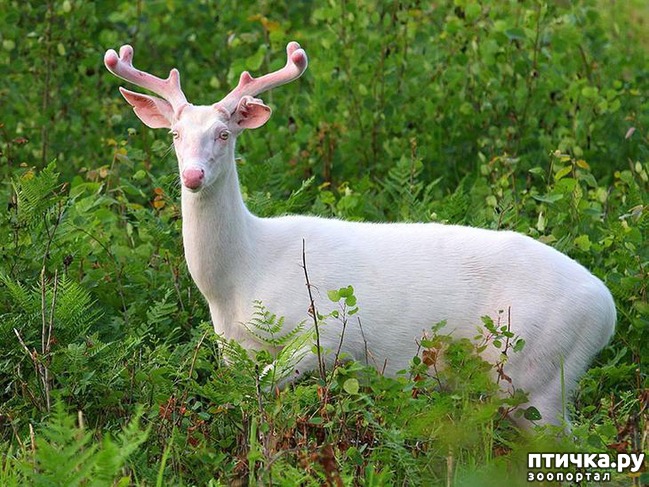 ���� 8: �����-����� 5 ��� ����� �����