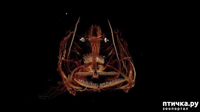 ���� 3: �������� �� �������� ����������, ������� ��� �������