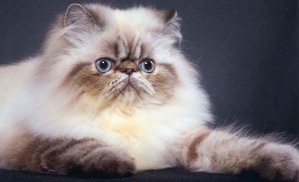 ����: ����������� ����� (���������� �����-�����)