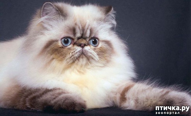 ���� 1: ����������� ����� (���������� �����-�����)