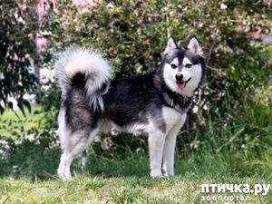 ����: ������ ����� ����������� ��� ���