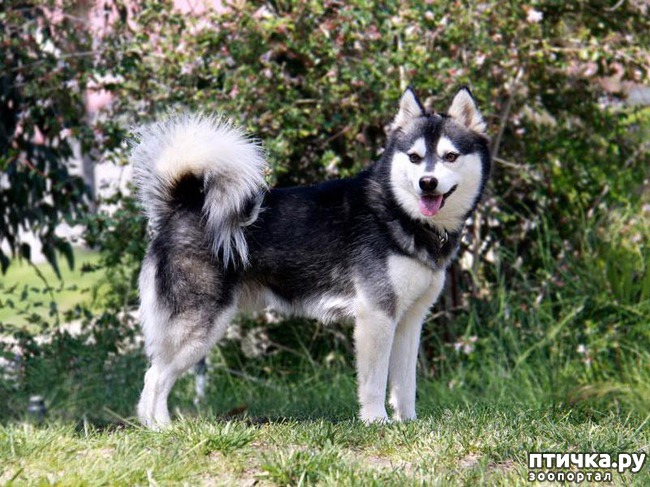 ���� 1: ������ ����� ����������� ��� ���