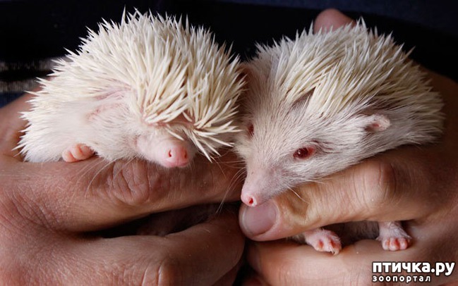 ���� 16: �����-����� 5 ��� ����� �����