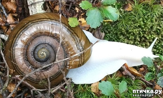 ���� 18: �����-����� 5 ��� ����� �����