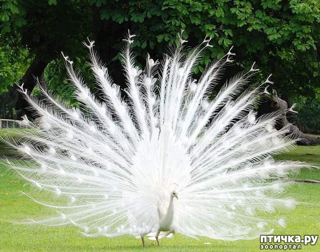 ���� 21: �����-����� 5 ��� ����� �����