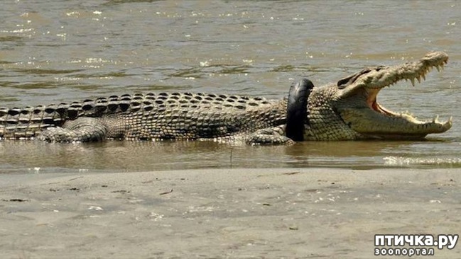 ���� 6: �������� �� �������� ����������, ������� ��� �������