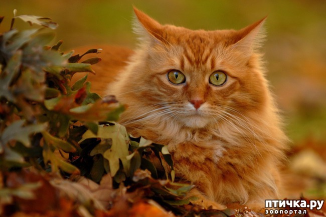 ���� 4: ��� �������� ��������.