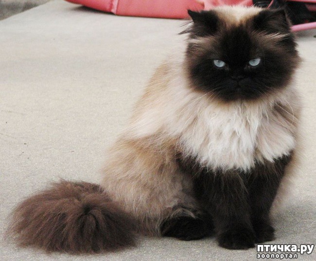 ���� 2: ����������� ����� (���������� �����-�����)