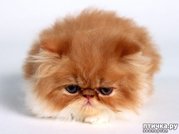 ���� 5: ��� �������� ��������.