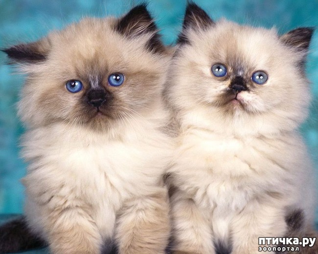 ���� 3: ����������� ����� (���������� �����-�����)