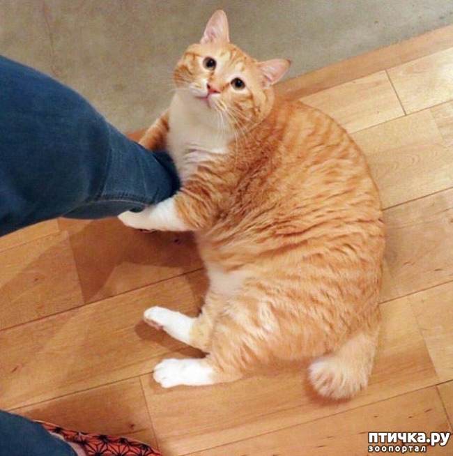 ���� 6: ��� �������� ��������.