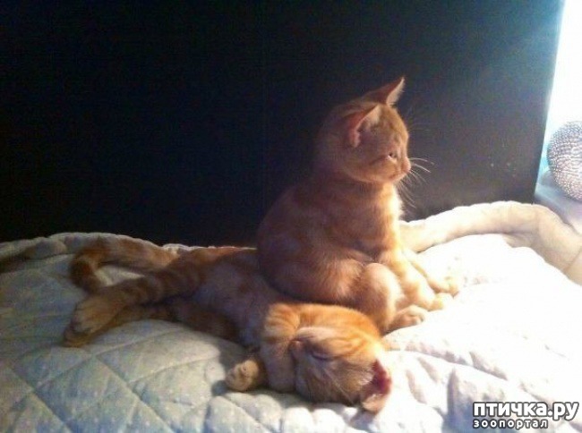 ���� 8: ��� �������� ��������.