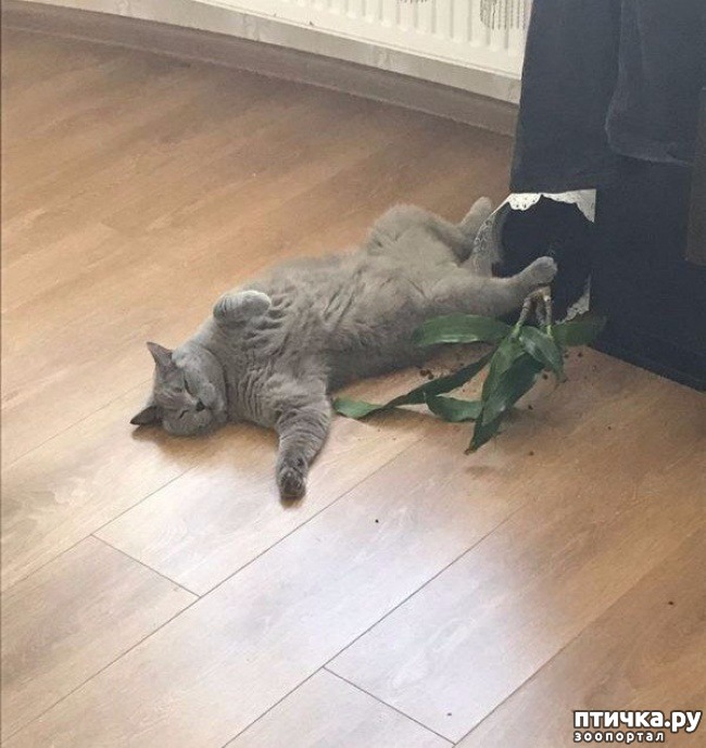 ���� 9: ��� �������� ��������.