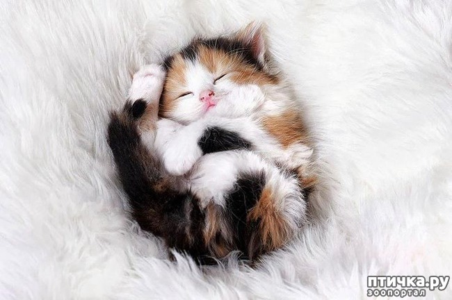 ���� 13: ��� �������� ��������.