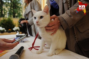 ����: ���� -����������