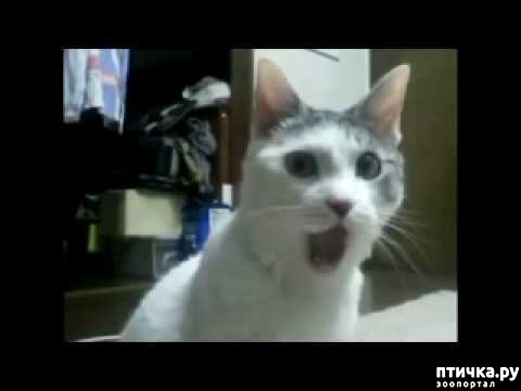 ���� 2: ���� -����������