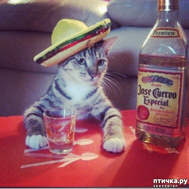 ���� 6: ���� -����������