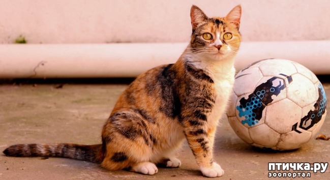 ���� 8: ���� -����������