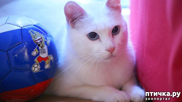 ���� 11: ���� -����������