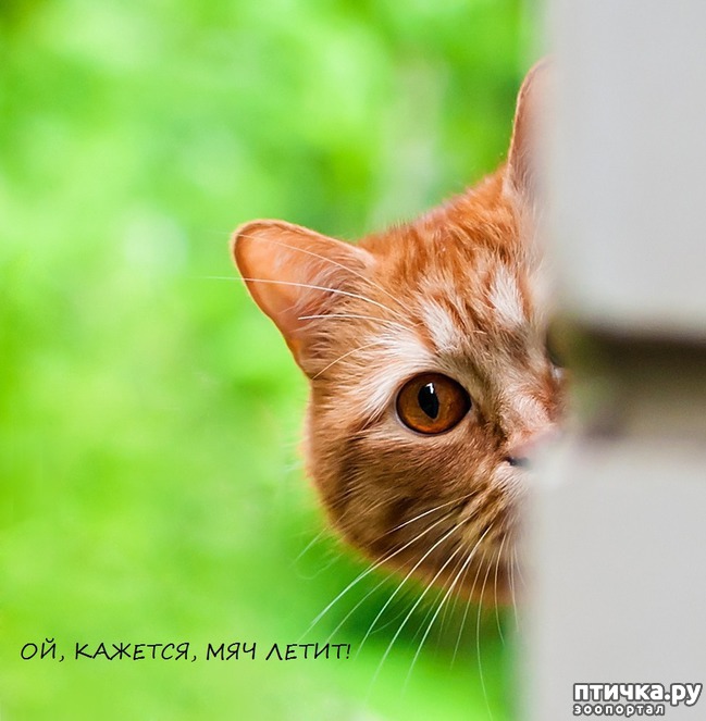 ���� 13: ���� -����������