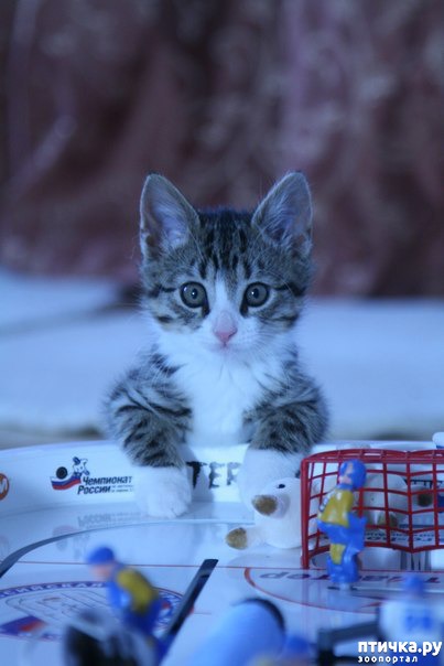 ���� 15: ���� -����������