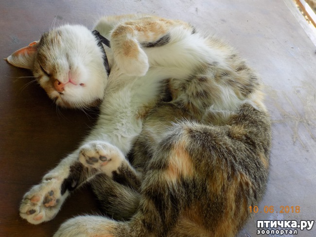 фотография 8: Зевота, зевота, перейди на Федота... фото 8: Зевота, зевота, перейди на Федота...