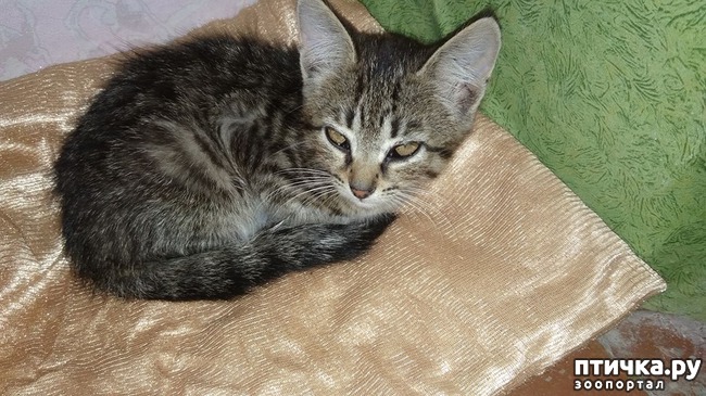 ���� 1: ���� ��� ��� �����. �������.