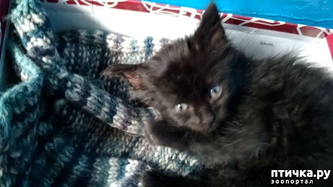 ���� 2: ���� ��� ��� �����. �������.