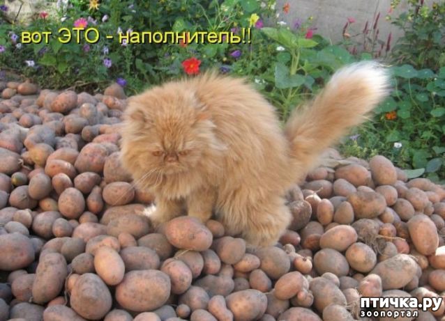 ���� 7: ��������� �����������: ��� � ������-1.