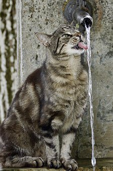 фото 5: Какую воду давать кошкам и собакам