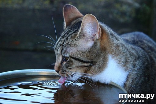 фото 4: Какую воду давать кошкам и собакам