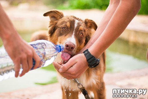 фото 6: Какую воду давать кошкам и собакам
