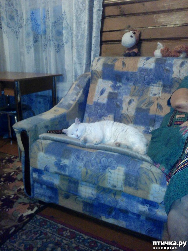 фото 1: Кошки и гости в доме.
