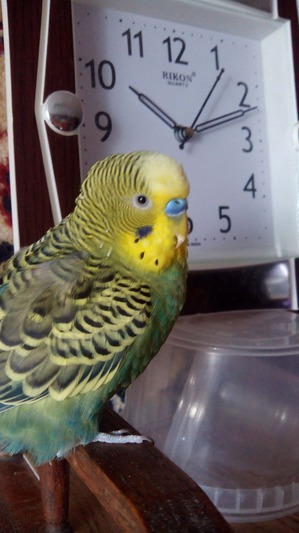 ����: ��� � ���� ���� �����������