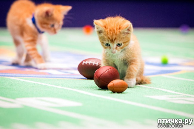 ���� 1: ������ ��� �����