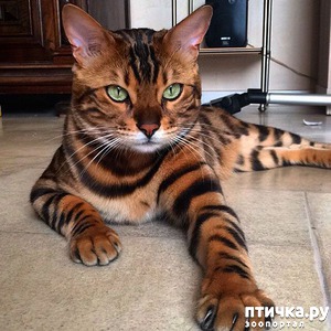 ����: ������� �������: