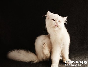 ����: ��� ������ ����� ����