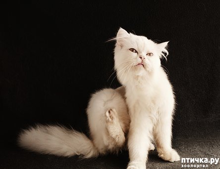фотография 1: Чем опасны укусы блох фото 1: Чем опасны укусы блох