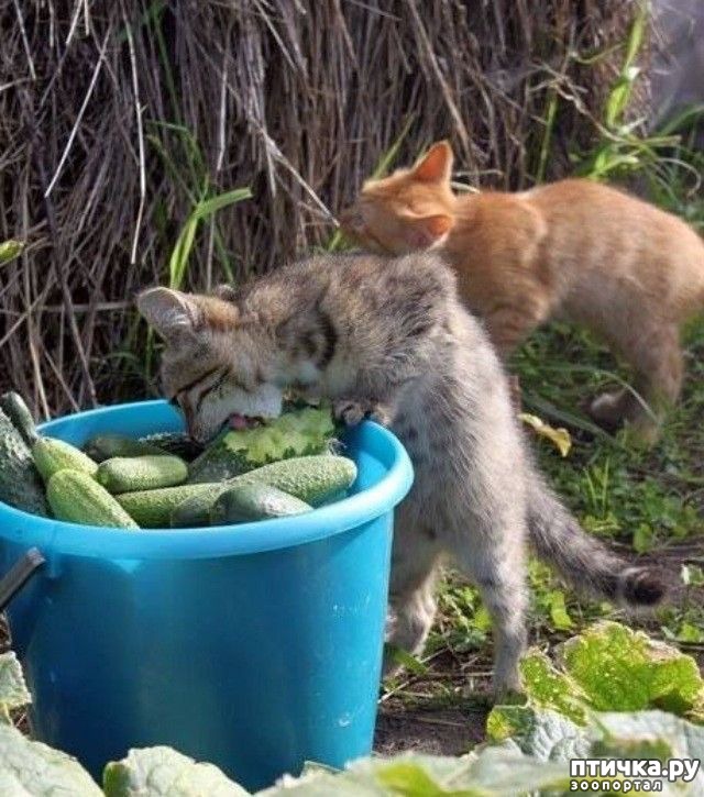 ���� 4: �����������: ��� � ������-2.