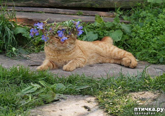 ���� 11: �����������: ��� � ������-2.