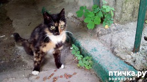 фотография: Стерилизация кошек фото: Стерилизация кошек