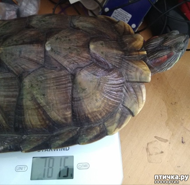 фото 2: Замеры красноухой черепахи