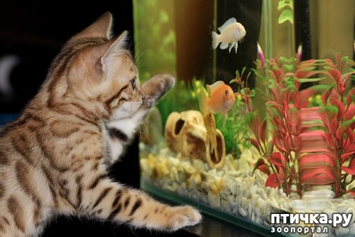 фото 1: Почему я не куплю круглый аквариум