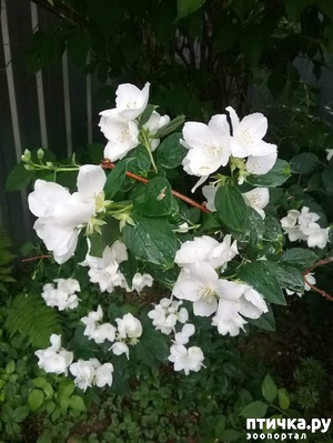 ����: ��� ��� �����, ���� ����...