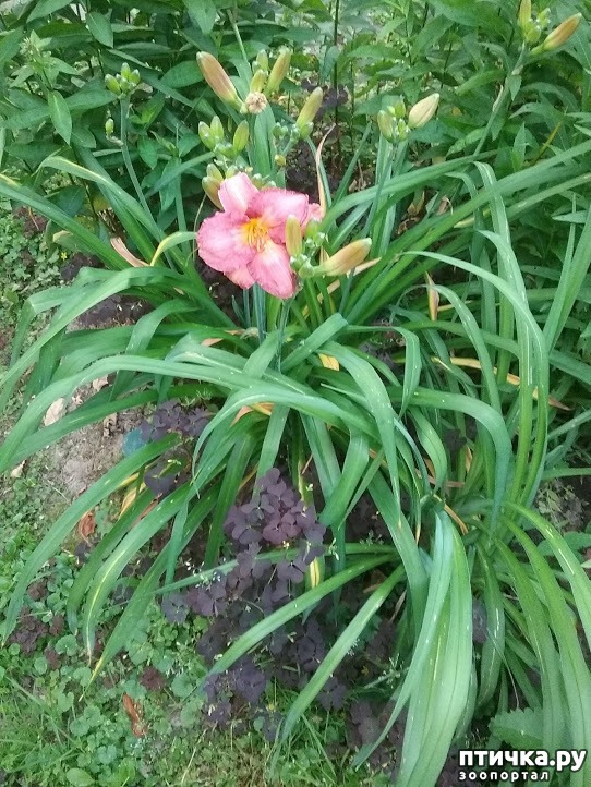 ���� 4: ��� ��� �����, ���� ����...